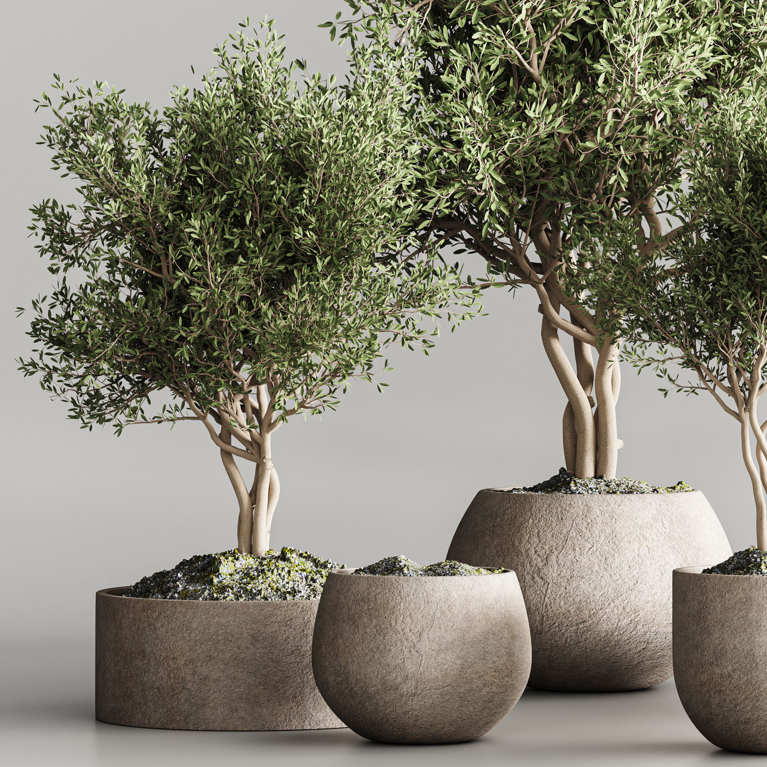 indoor plant collection 61 3D model_3