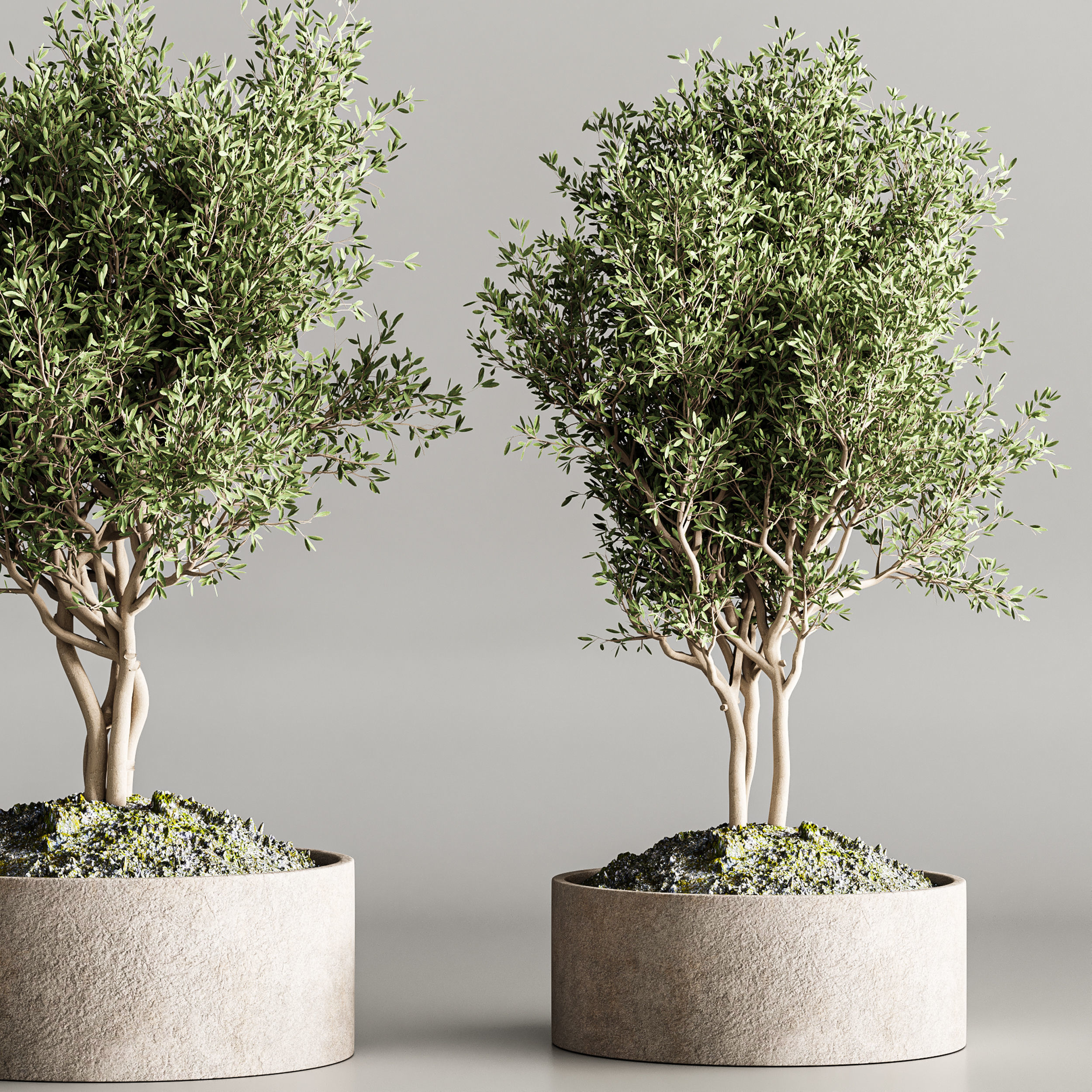 indoor plant collection 61 3D model_4