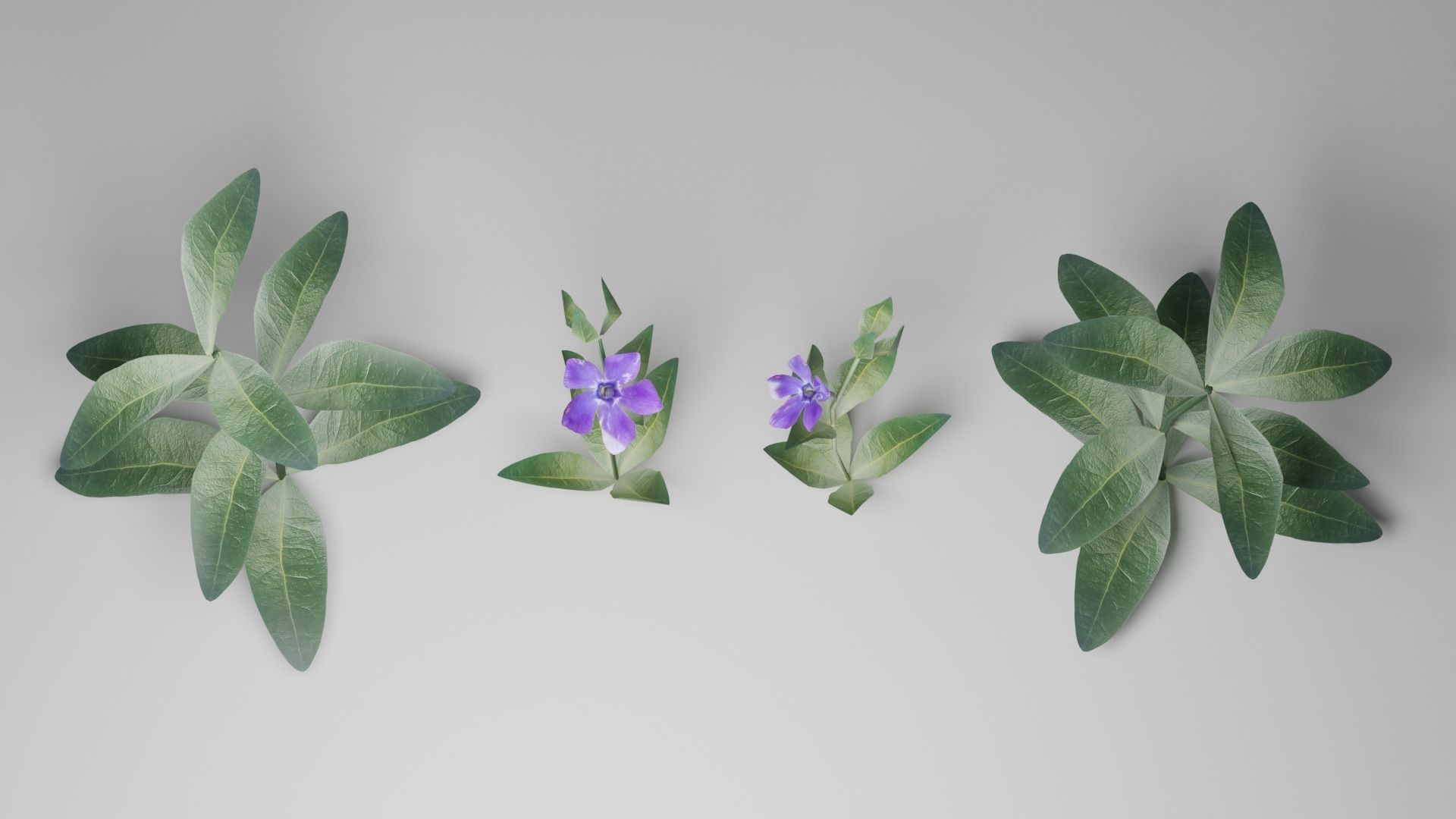 Vinca minor grass Low-poly 3D model_4