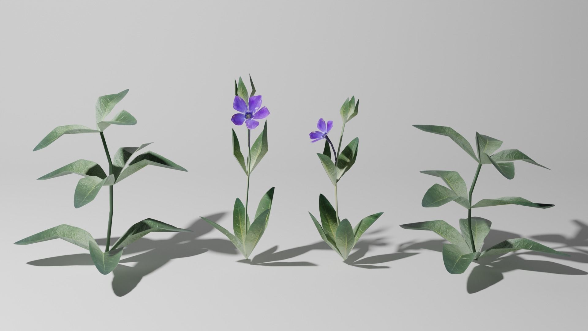 Vinca minor grass Low-poly 3D model_6