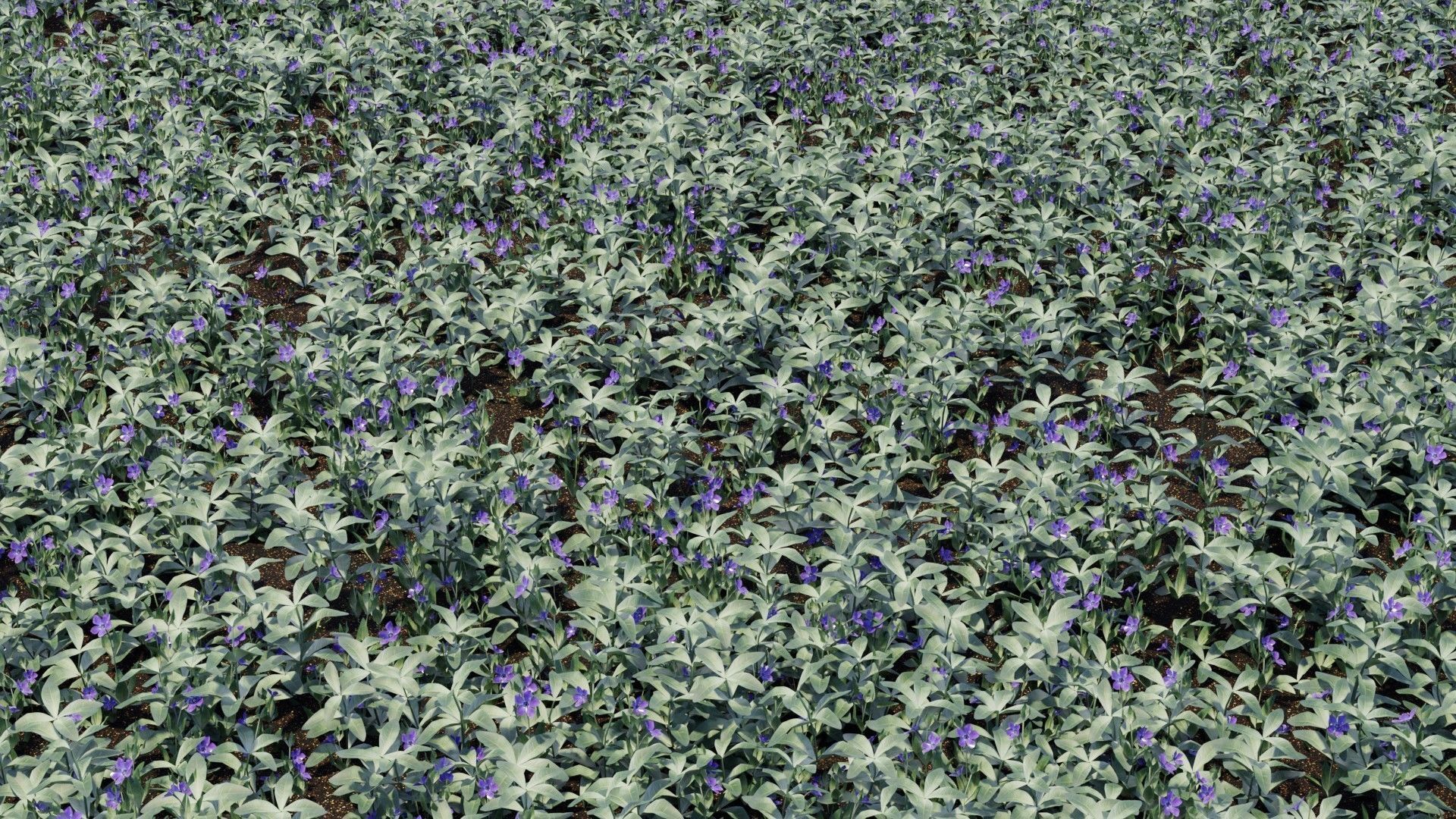 Vinca minor grass Low-poly 3D model_5