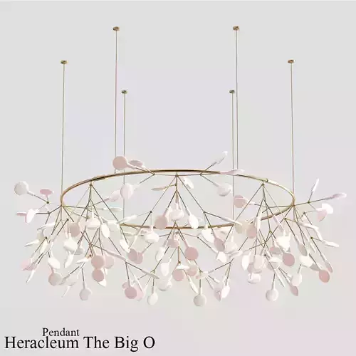 Heracleum The Big O