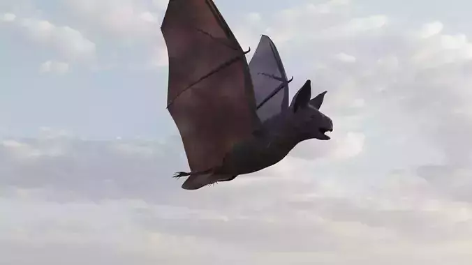 Vampire Bat