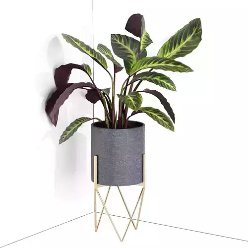 Houseplant 79 corner version