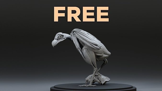 Vulture Ecorche Pose Free 3D model