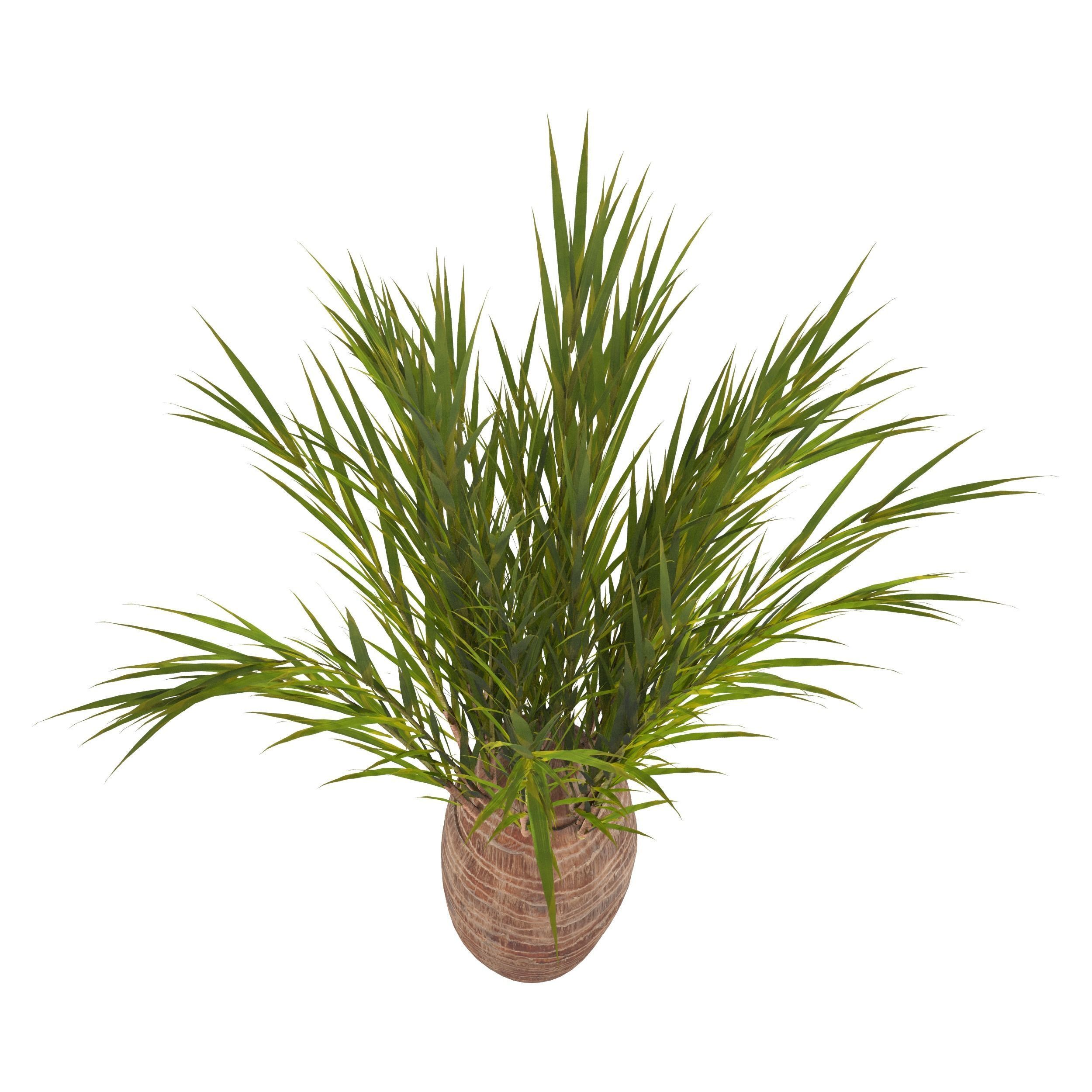 Date Shrub-Decorative shrub 3D model_2