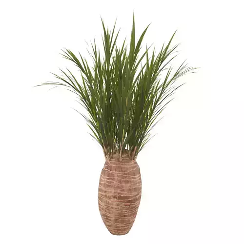 Date Shrub-Decorative shrub 3D model