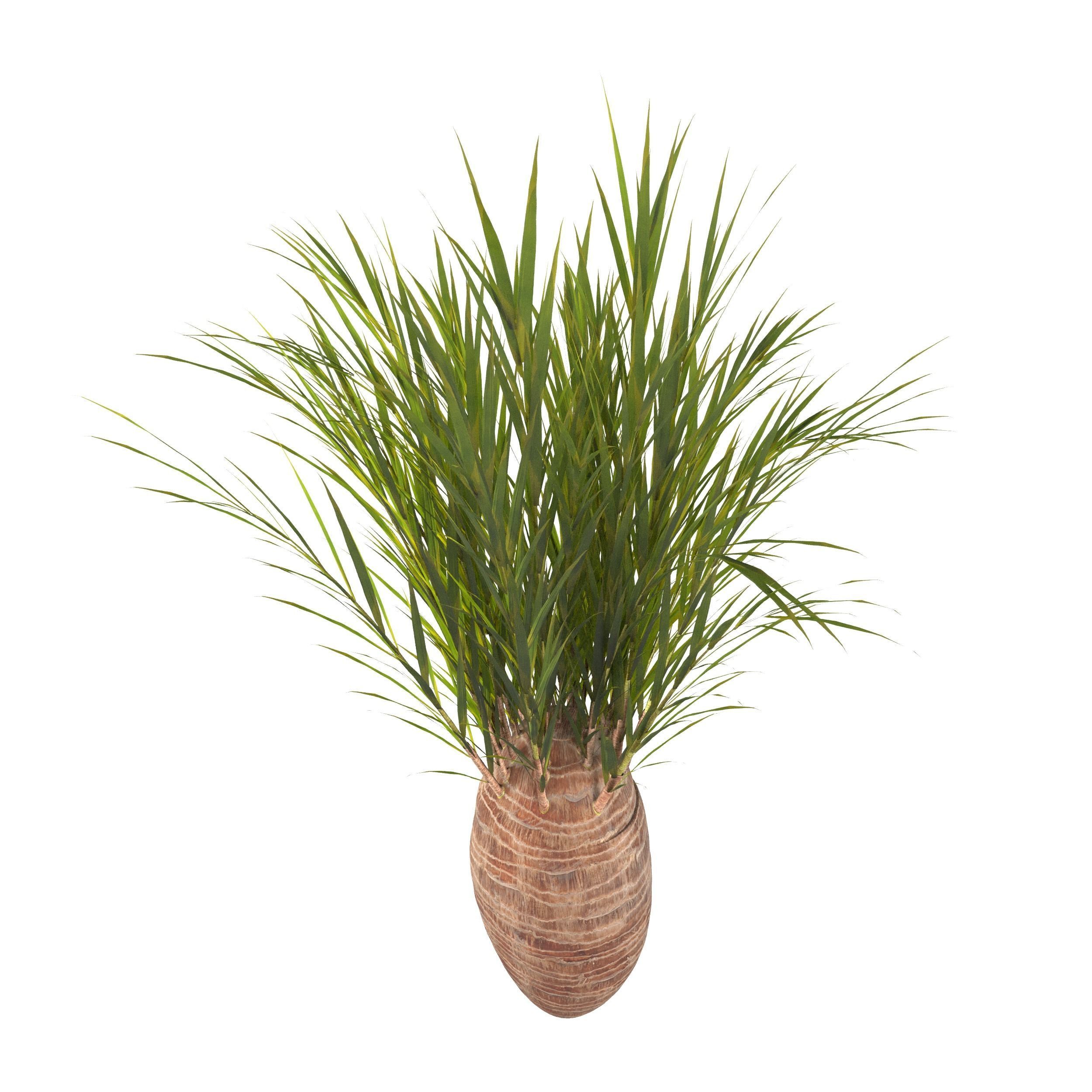 Date Shrub-Decorative shrub 3D model_1