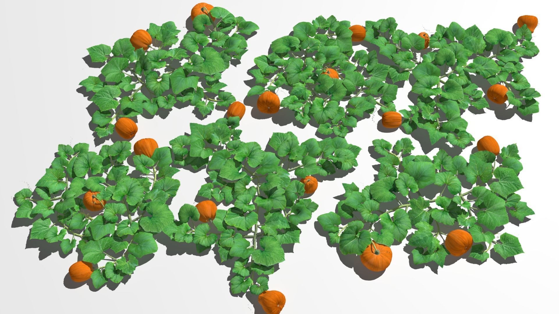 Pumpkin plantation Low-poly 3D model_3