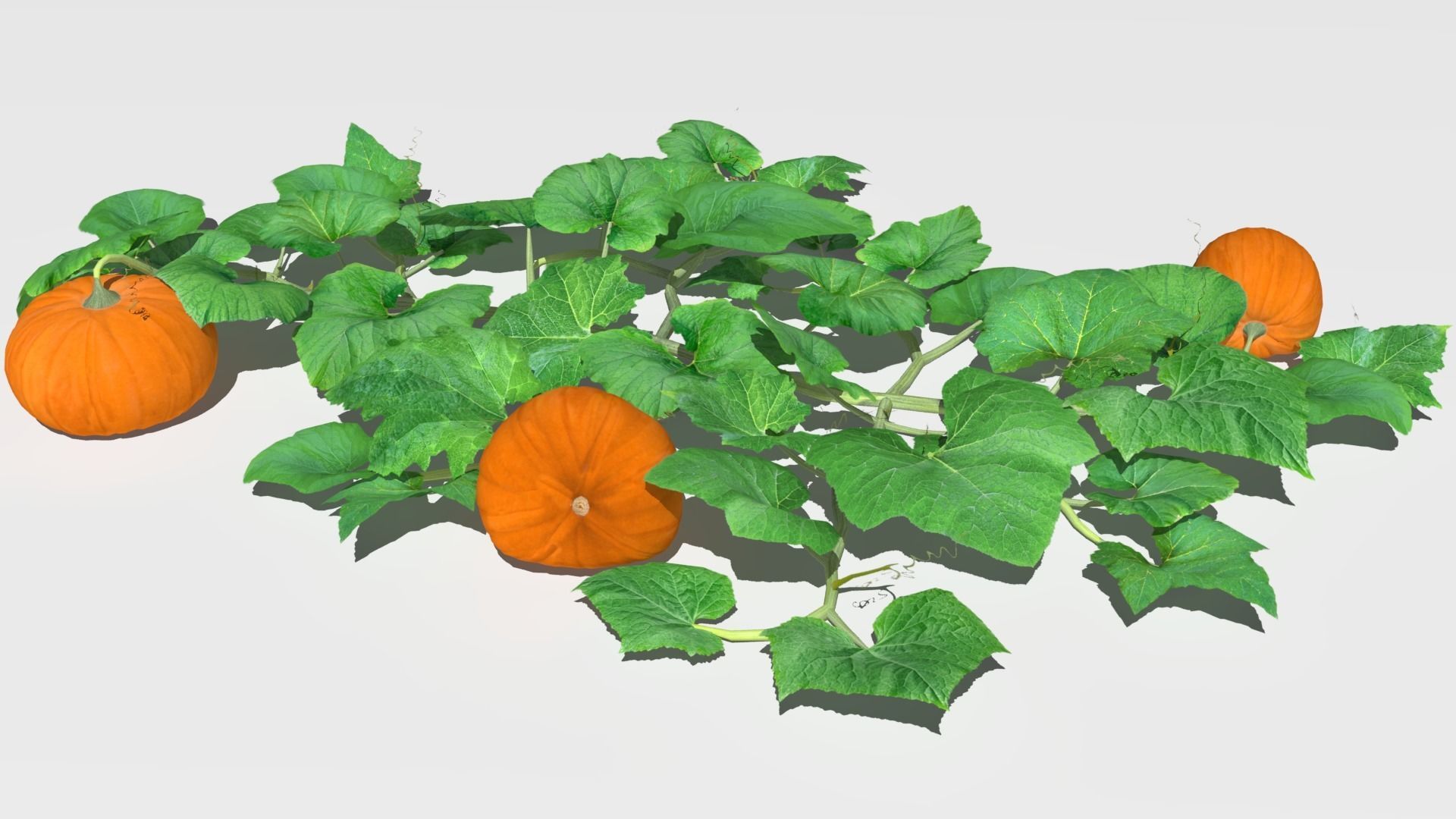 Pumpkin plantation Low-poly 3D model_14