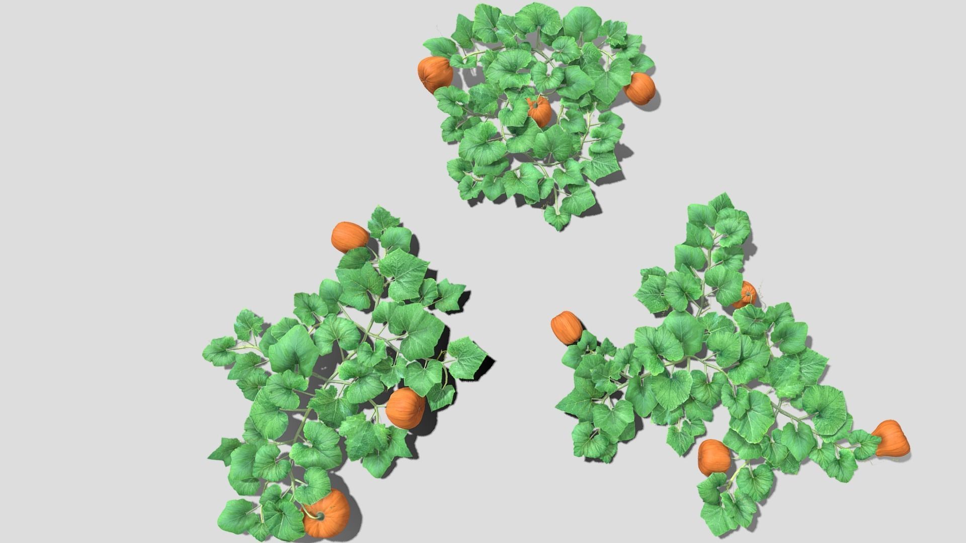 Pumpkin plantation Low-poly 3D model_6