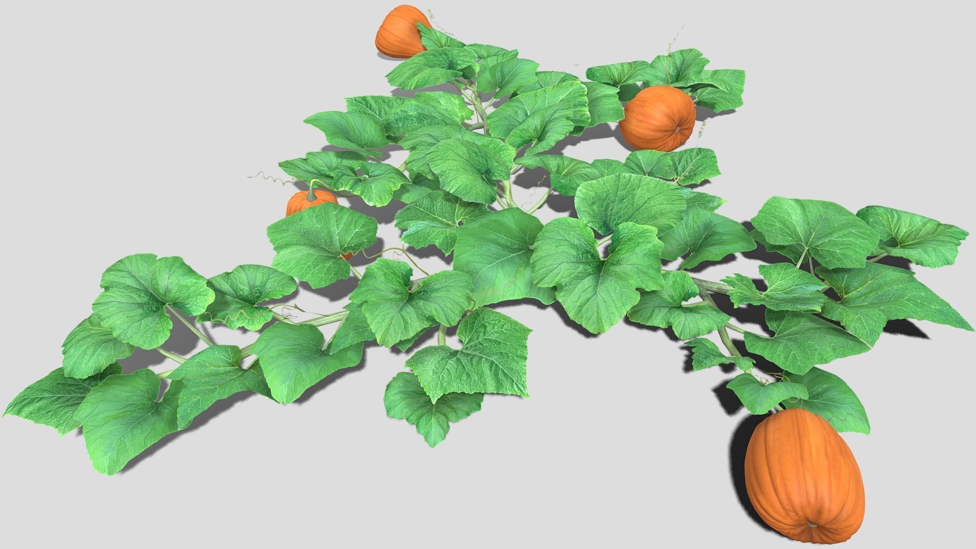 Pumpkin plantation Low-poly 3D model_15