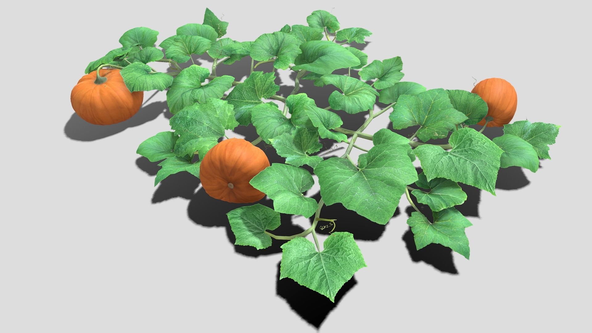 Pumpkin plantation Low-poly 3D model_4
