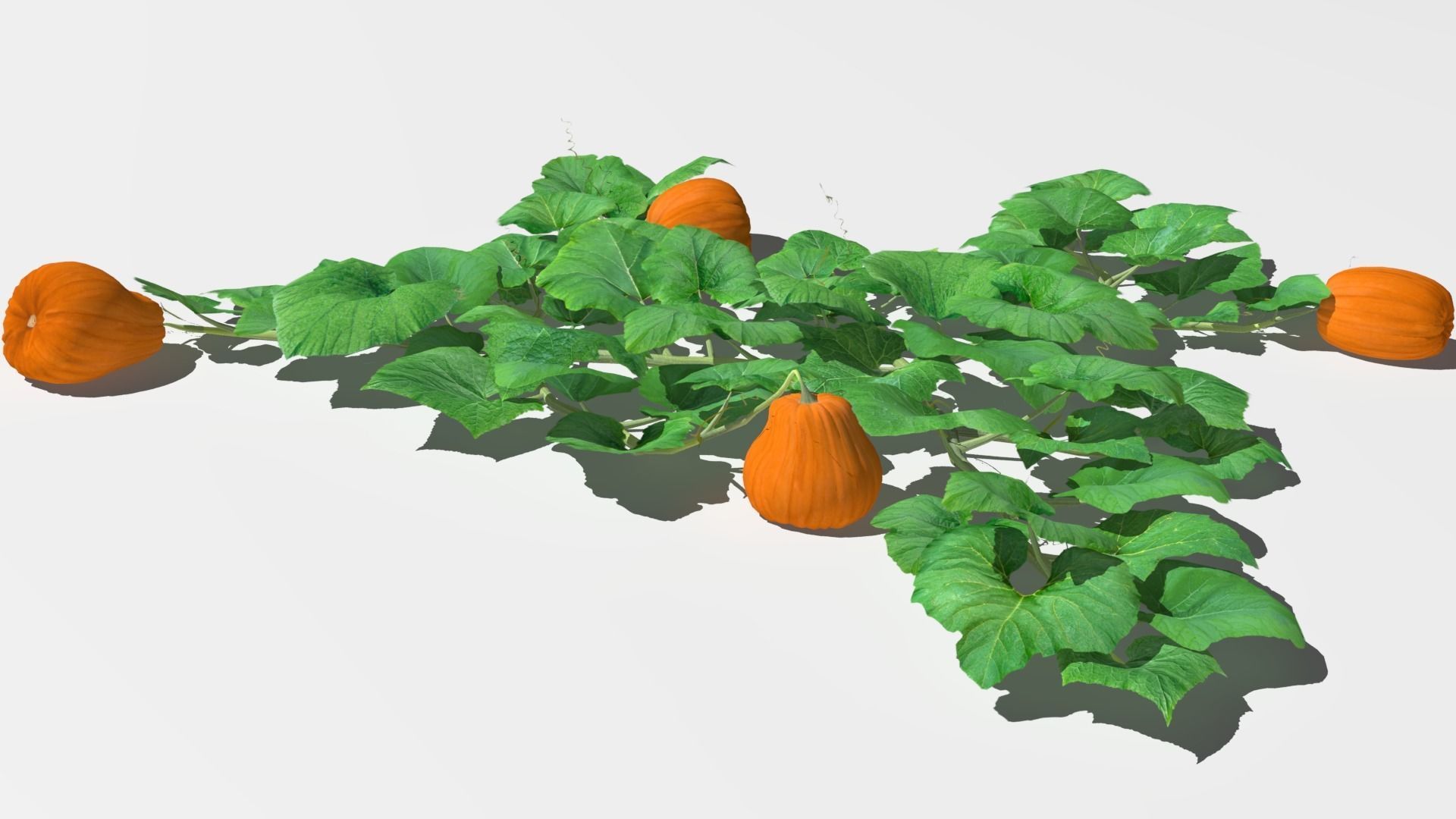 Pumpkin plantation Low-poly 3D model_13