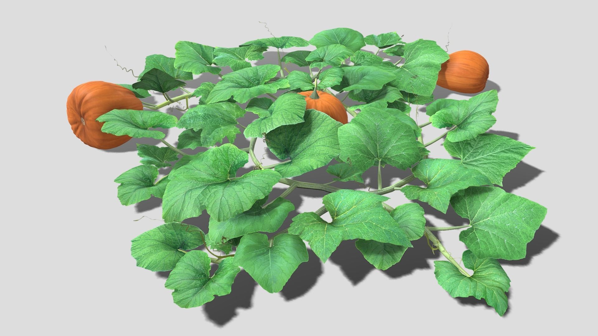 Pumpkin plantation Low-poly 3D model_12
