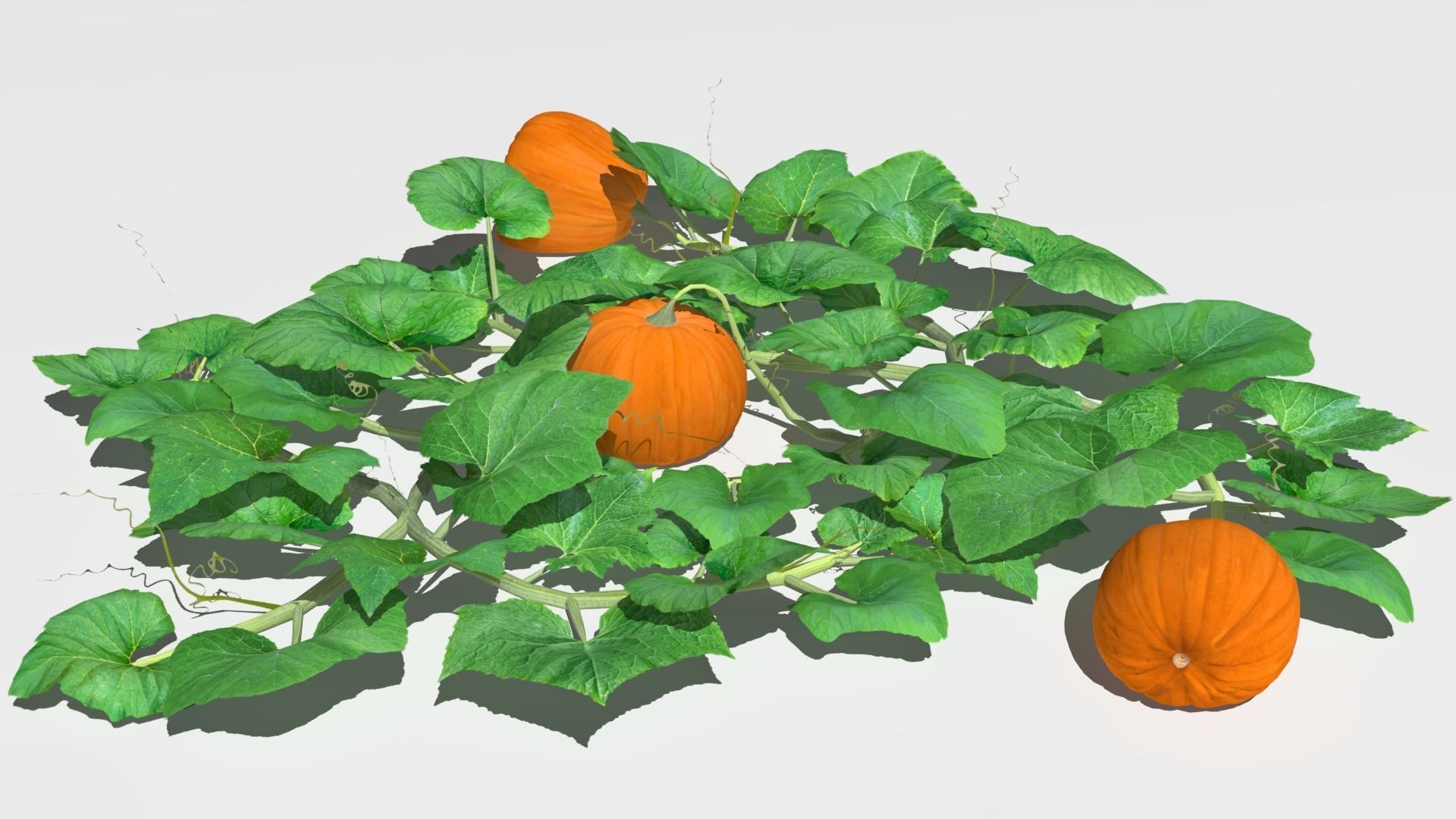 Pumpkin plantation Low-poly 3D model_5
