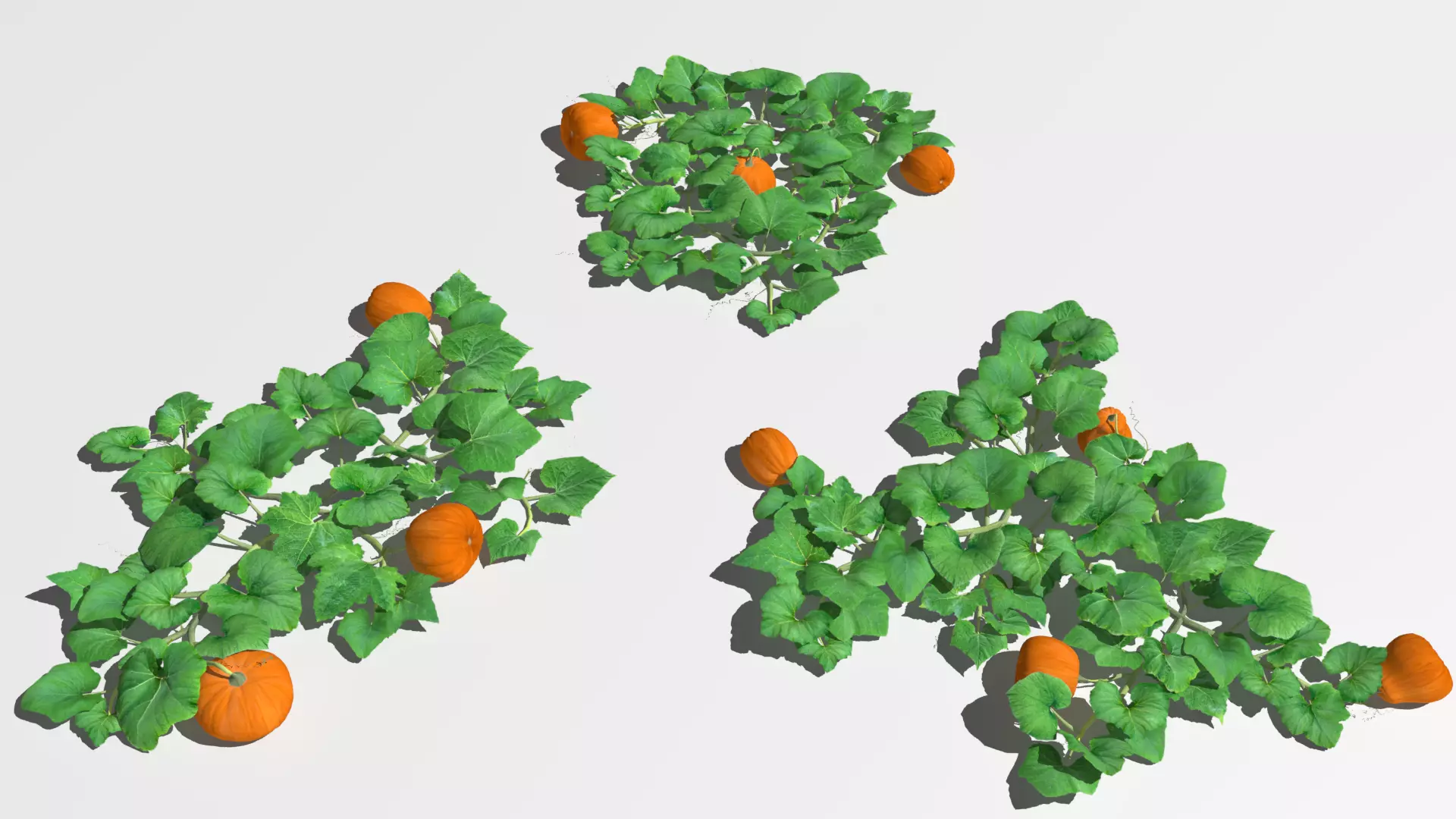 Pumpkin plantation Low-poly 3D model_0