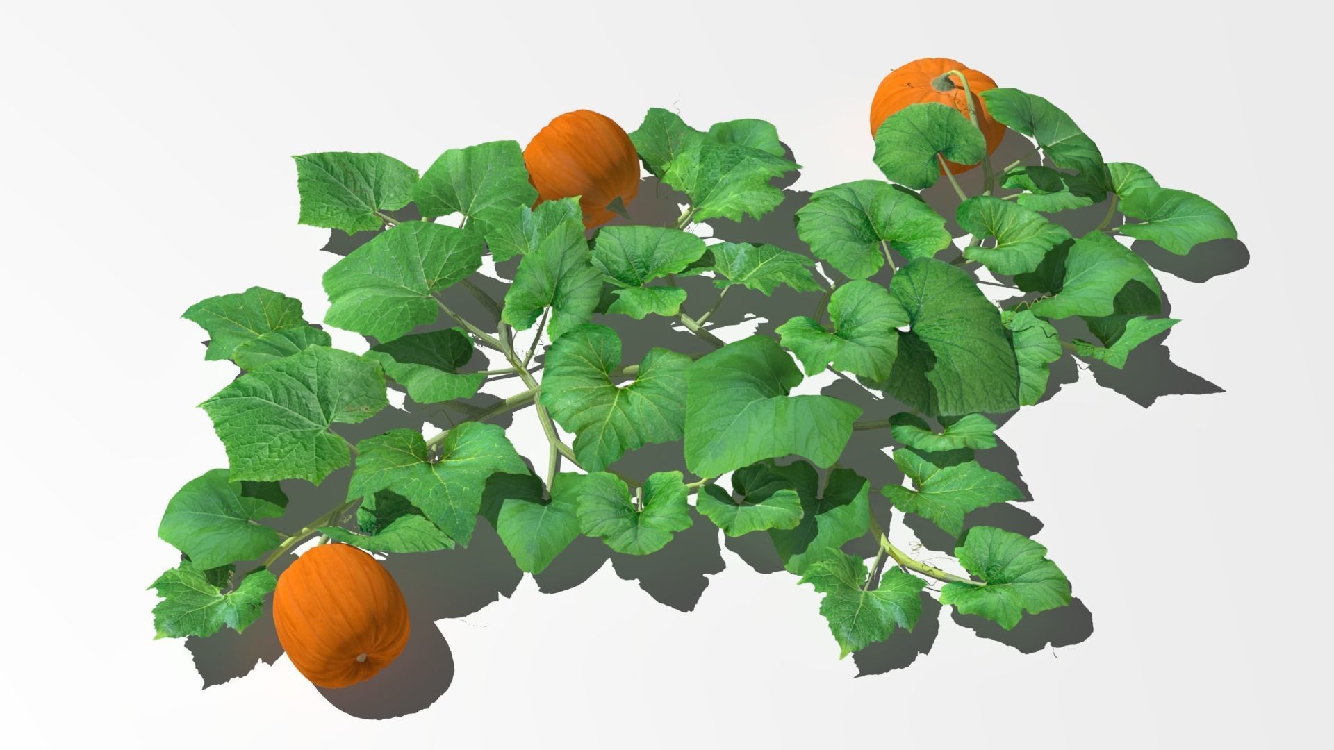 Pumpkin plantation Low-poly 3D model_10