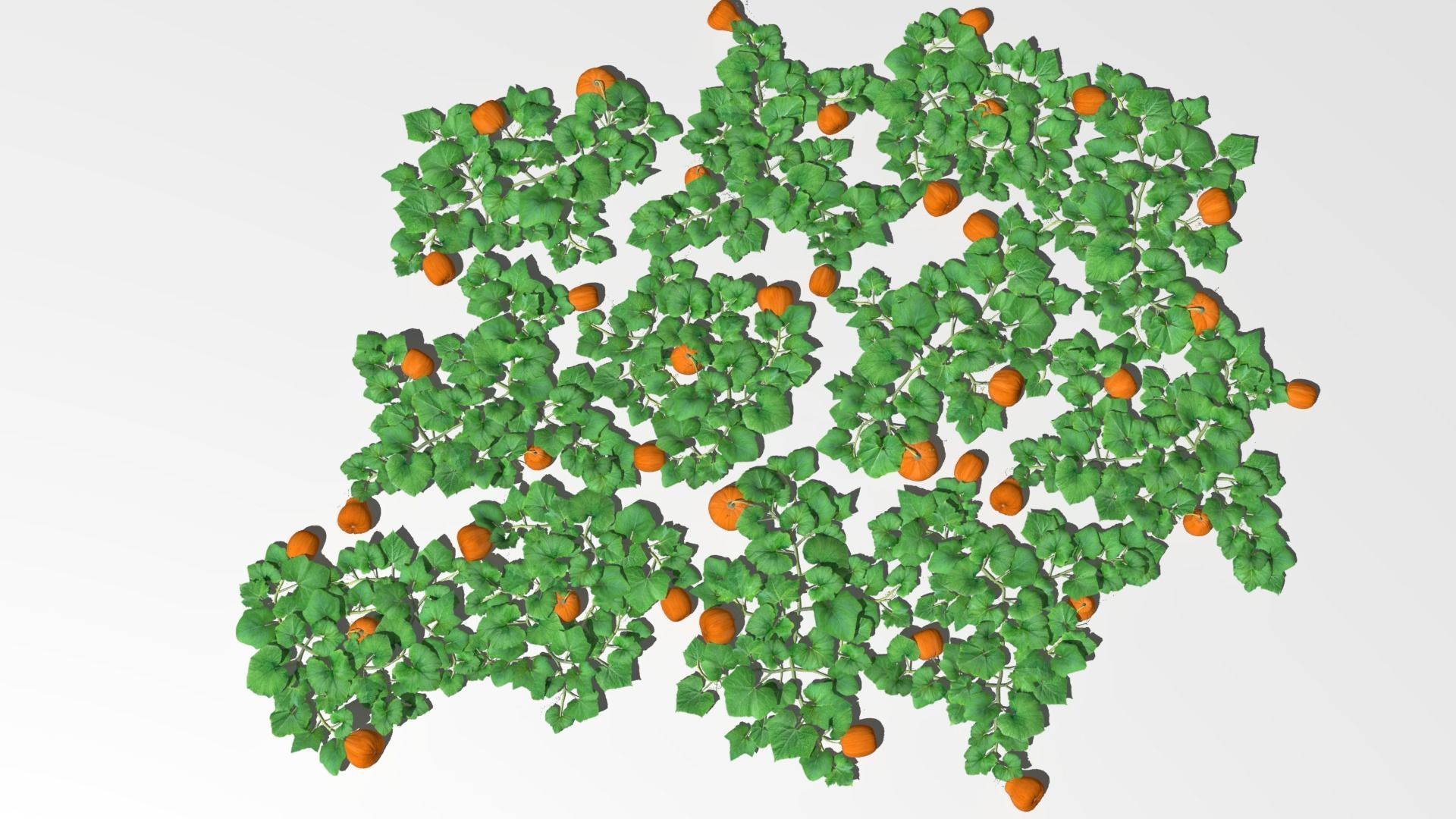 Pumpkin plantation Low-poly 3D model_2