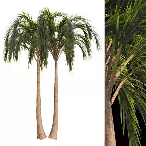 palm-tree two palm trees 3D model