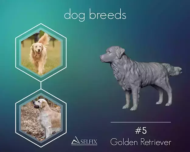 Golden Retriever model 3D print model