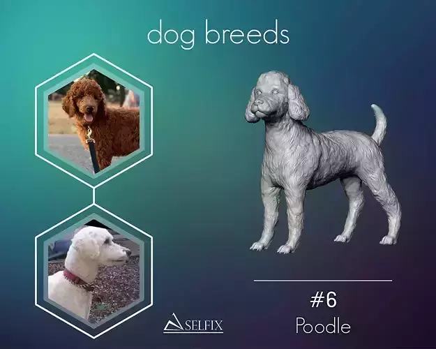Poodle model dog 3D print model