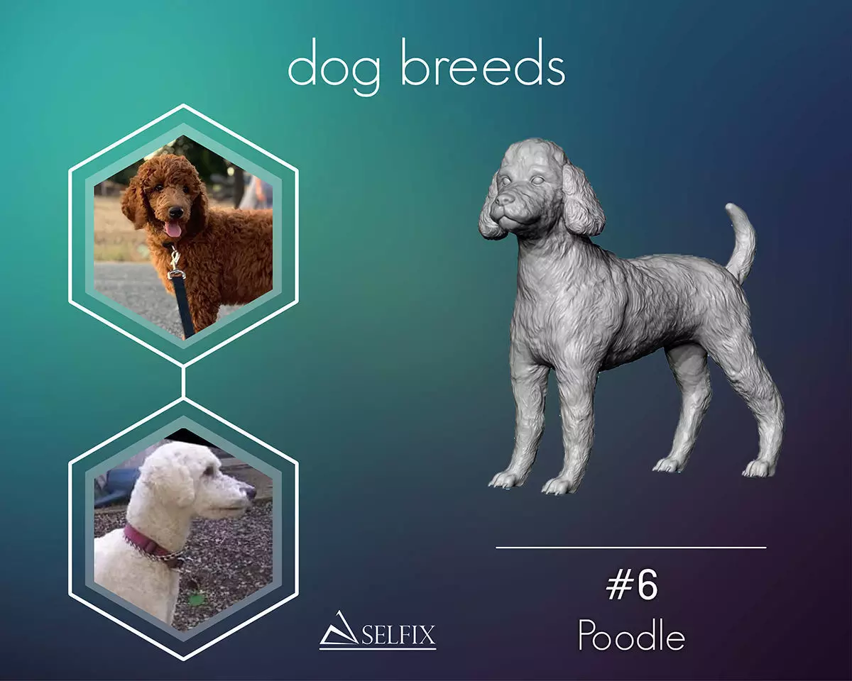 Poodle model dog 3D print model