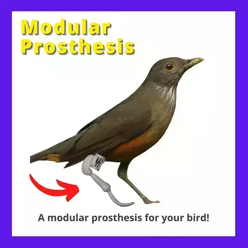 MODULAR PROSTHESIS - BIRD