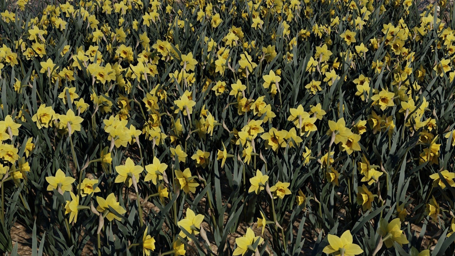 Spring Garden Flowers Collection  Low-poly 3D model_12