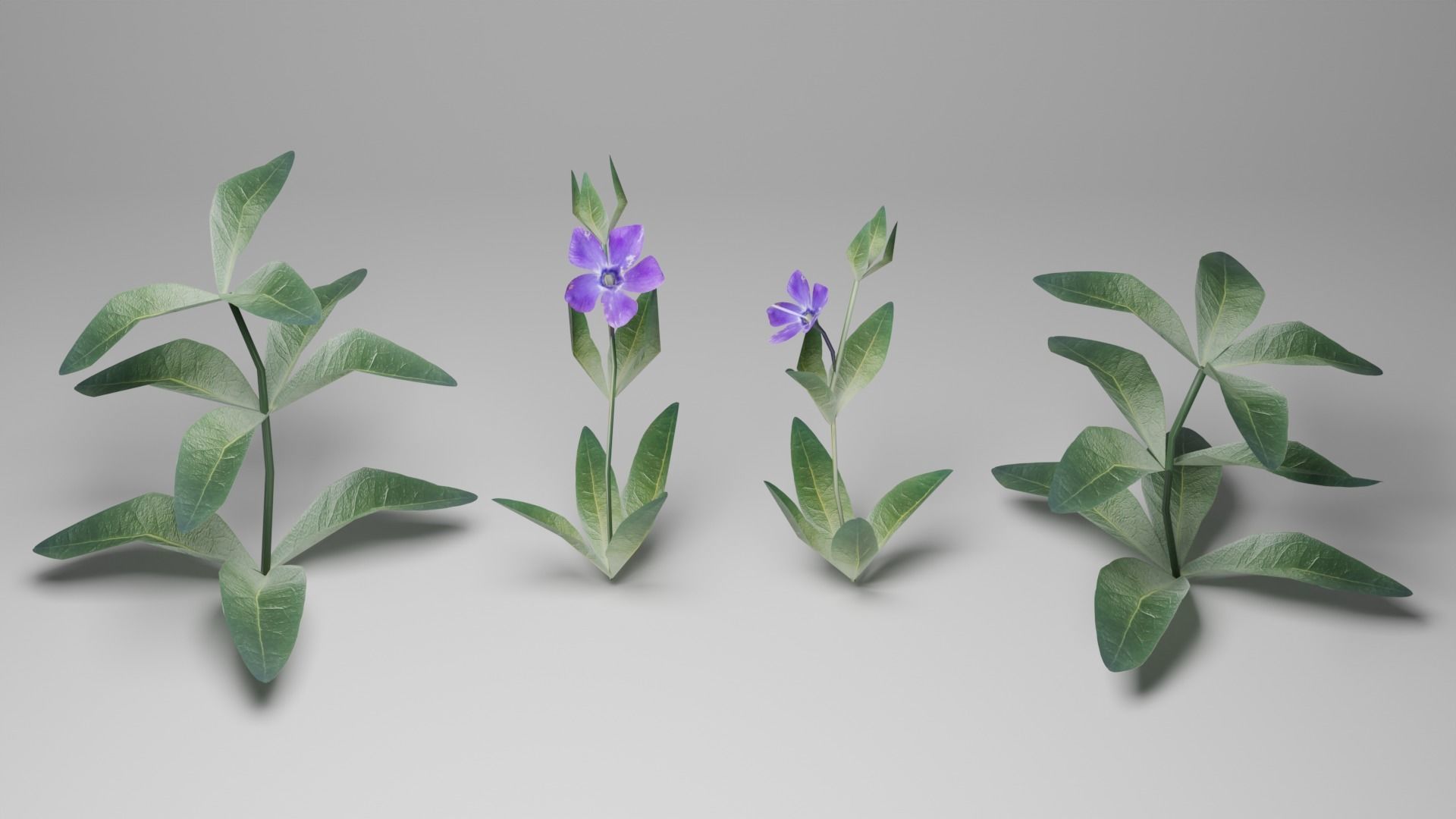Spring Garden Flowers Collection  Low-poly 3D model_9