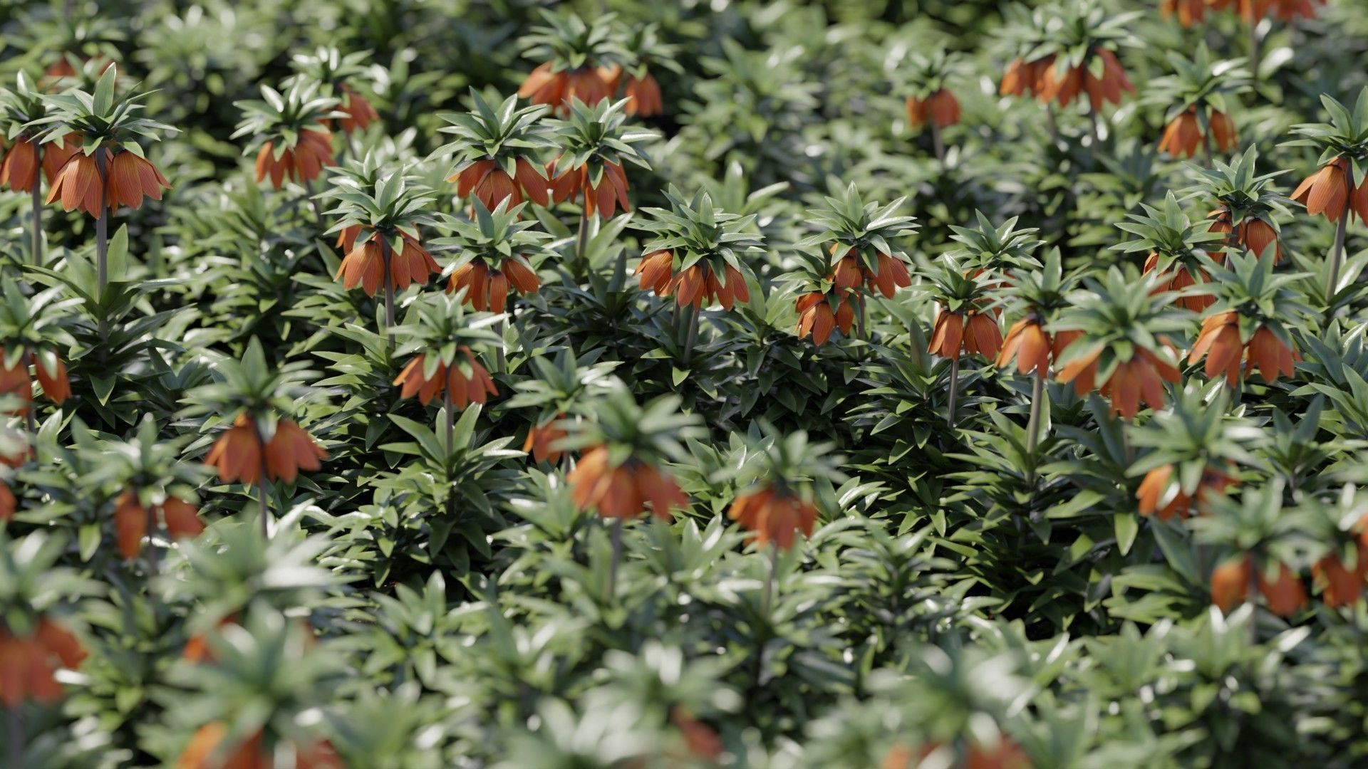 Spring Garden Flowers Collection  Low-poly 3D model_11