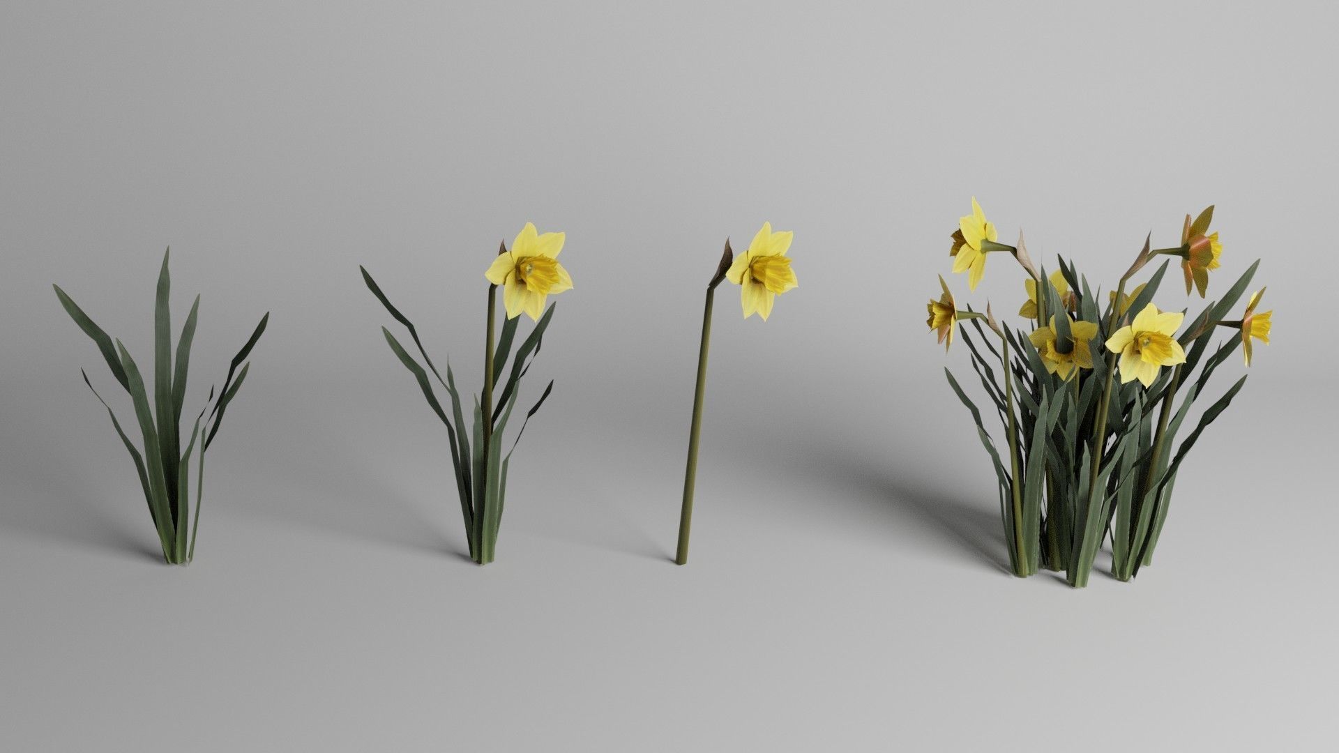Spring Garden Flowers Collection  Low-poly 3D model_7