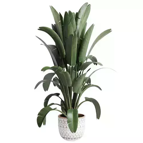 indoor plant ravenala of earthenware concrete vases 215