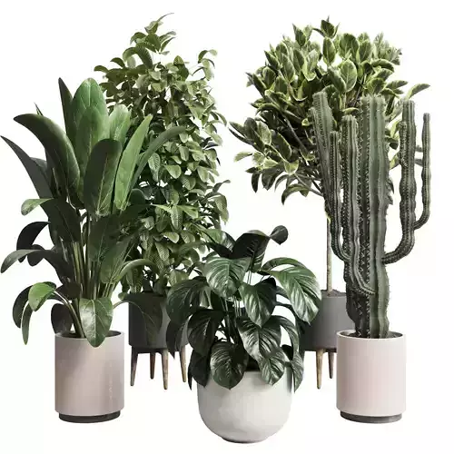  indoor plant 216 ficus rubbery bush cactus concrete vase