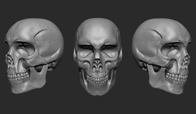 Human Headskull 3D model