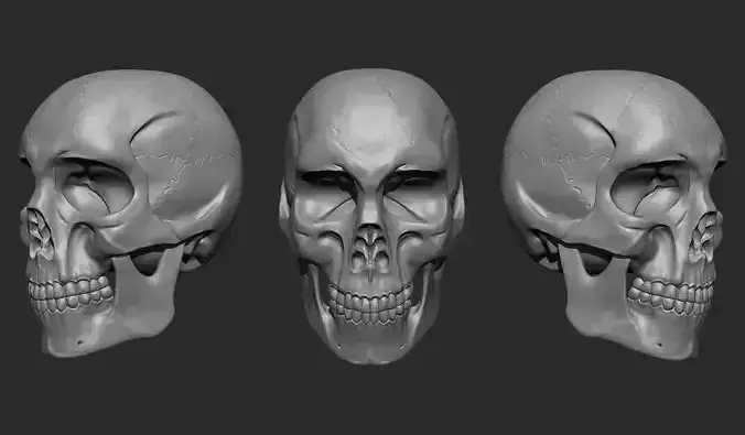 Human Headskull 3D model