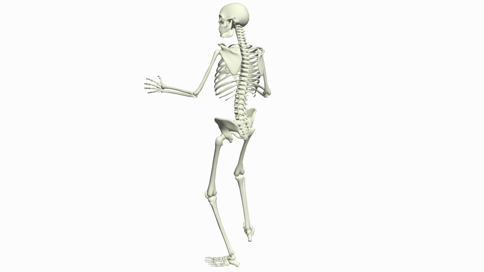 Skeleton Rigged 3D Animations Set 3 - 25 in 1  3D model_8