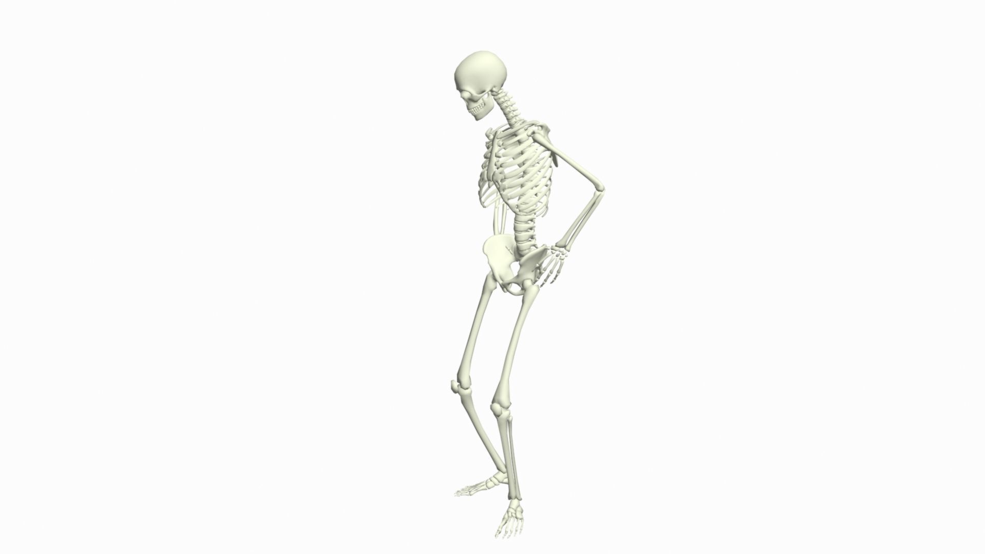 Skeleton Rigged 3D Animations Set 3 - 25 in 1  3D model_11