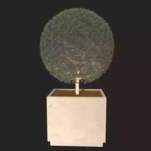 Spherical plant