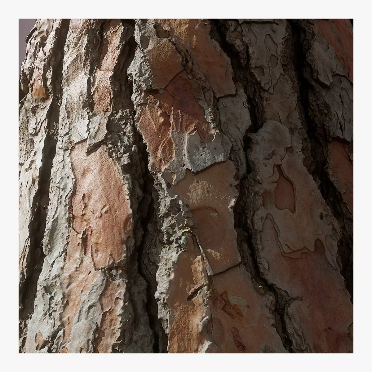 Bark Pine tree 3D model