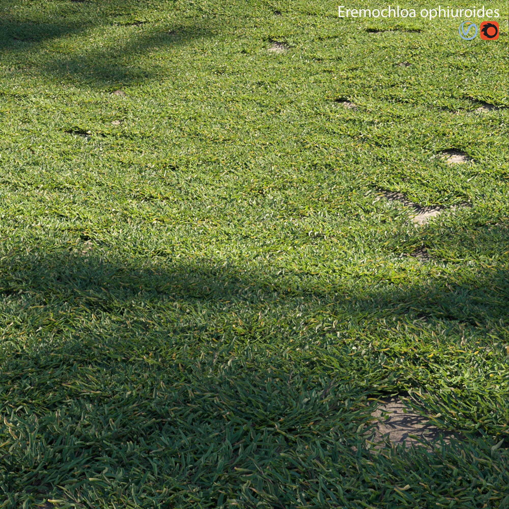 Eremochloa ophiuroides - cut 01 3D model_1