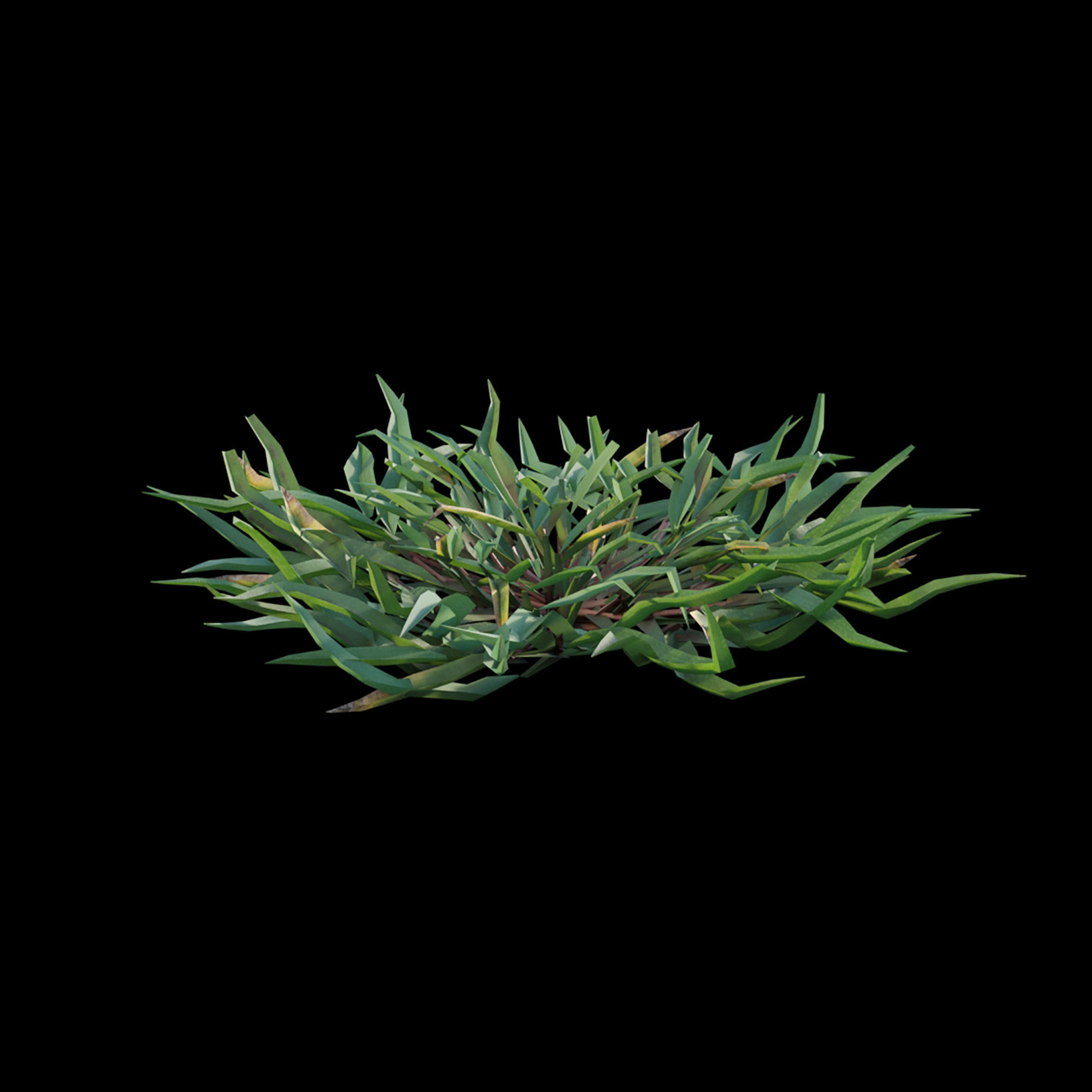 Eremochloa ophiuroides - cut 01 3D model_4