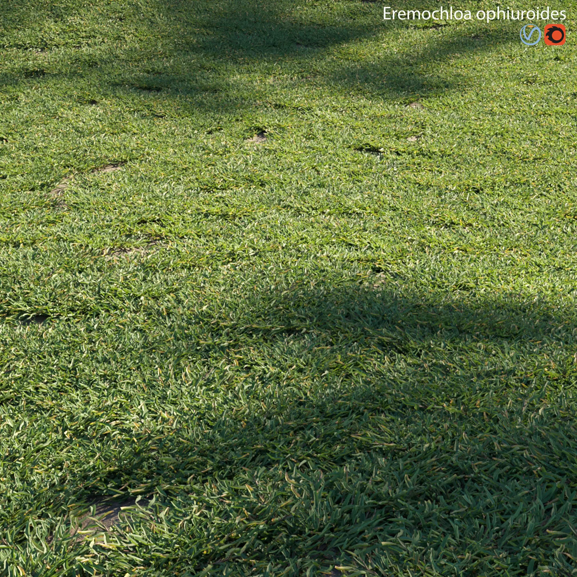 Eremochloa ophiuroides - cut 01 3D model_0