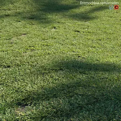 Eremochloa ophiuroides - cut 01