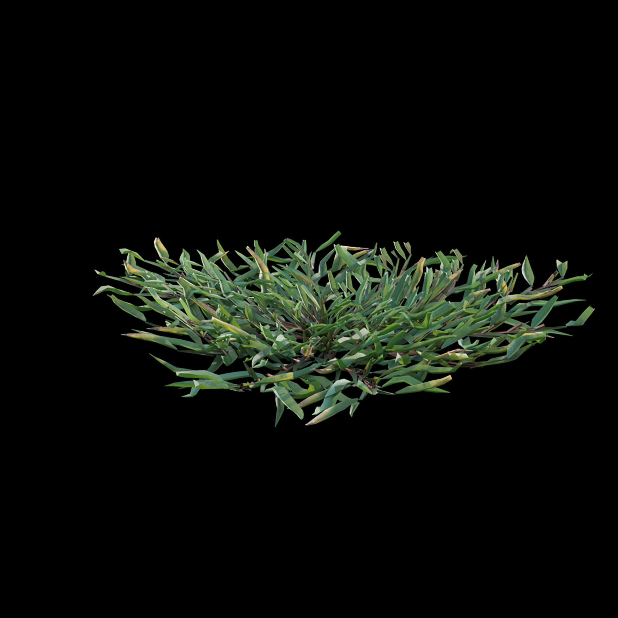 Eremochloa ophiuroides - cut 01 3D model_2