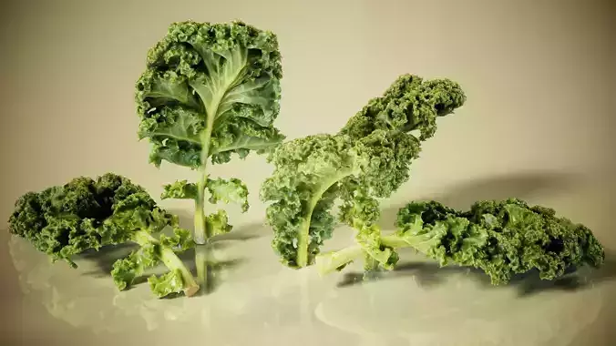 Lettuce kale Low-poly 3D model