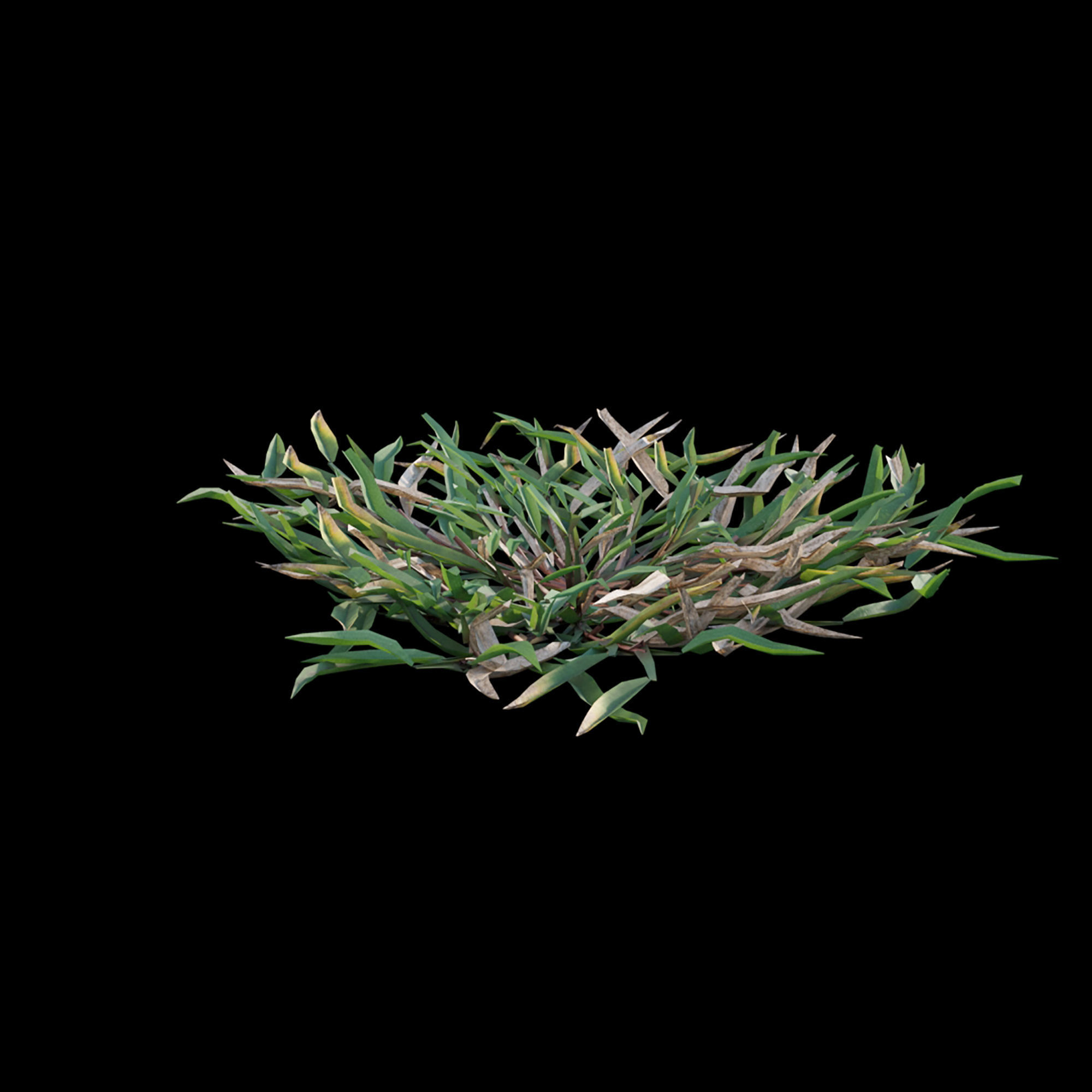 Eremochloa ophiuroides - cut 03 3D model_3