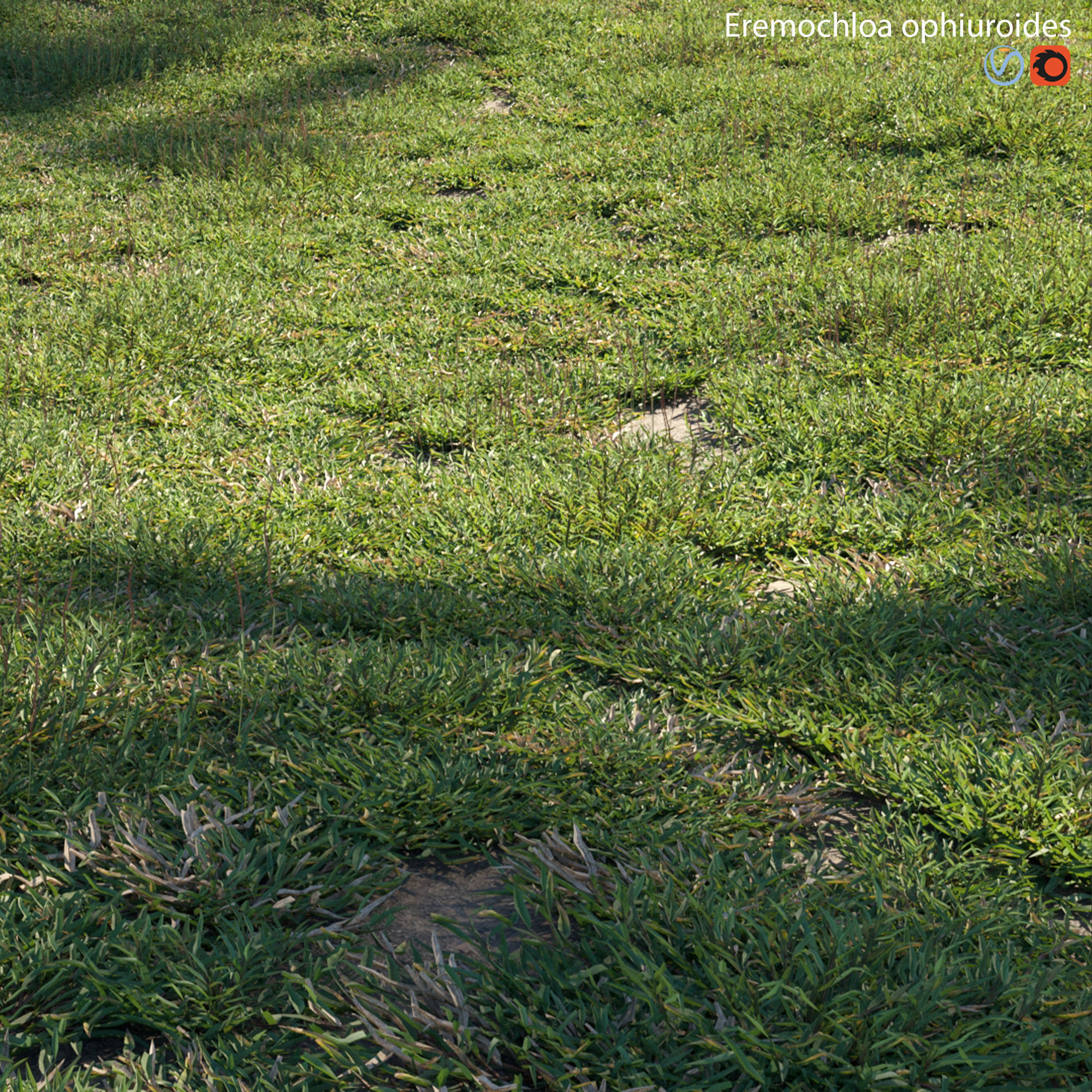 Eremochloa ophiuroides - cut 03 3D model_5