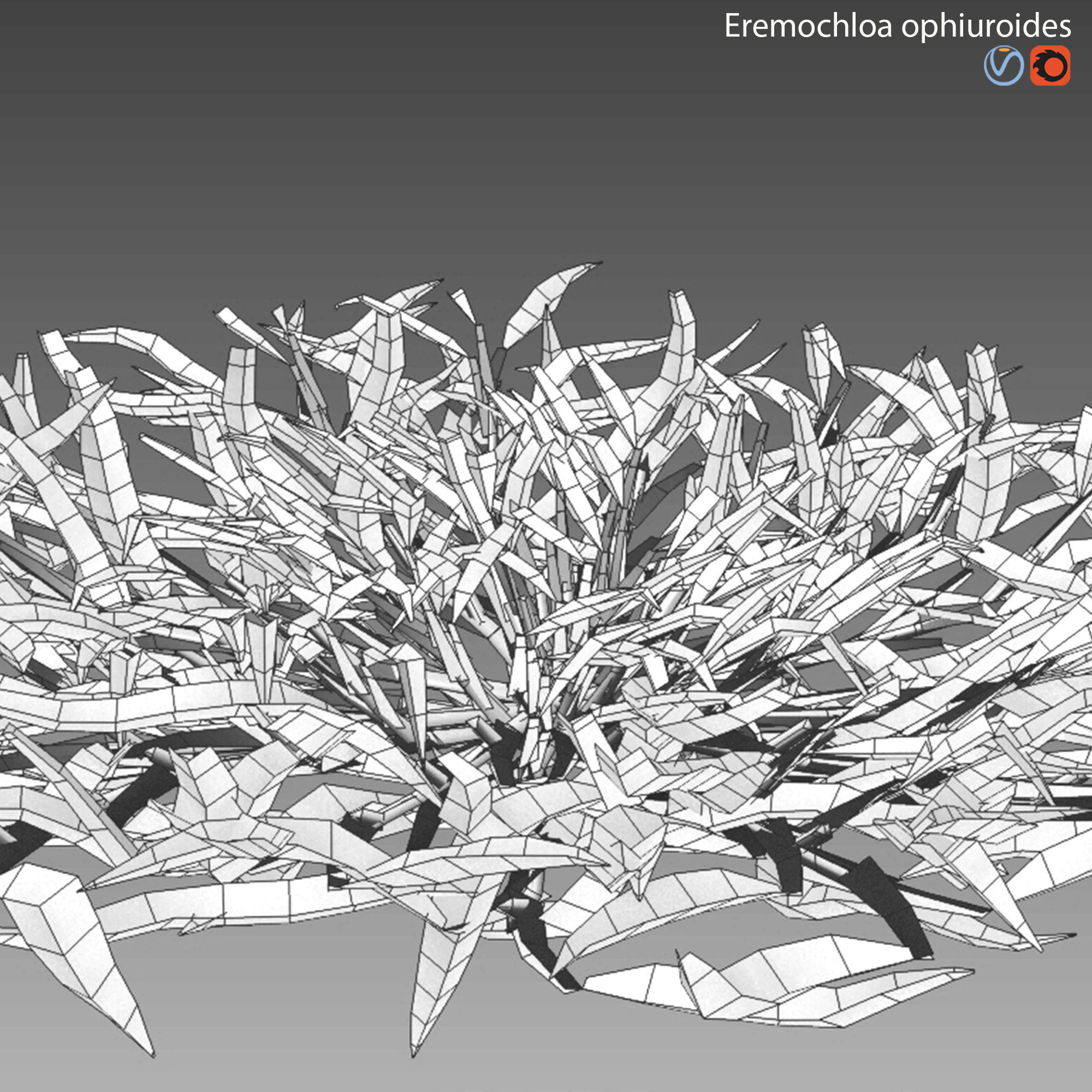 Eremochloa ophiuroides - cut 03 3D model_10