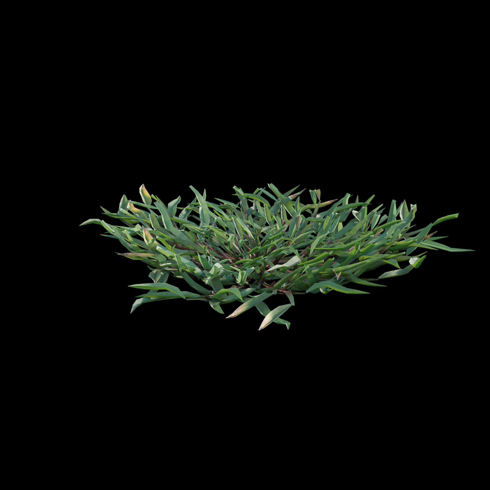 Eremochloa ophiuroides - cut 03 3D model_7